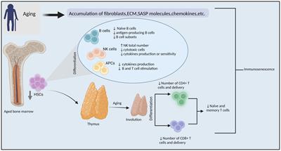 Aging-related biomarker discovery in the era of immune checkpoint inhibitors for cancer patients